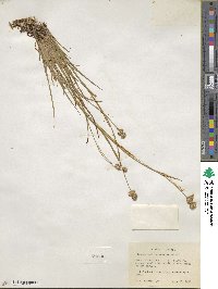 Juncus saximontanus image