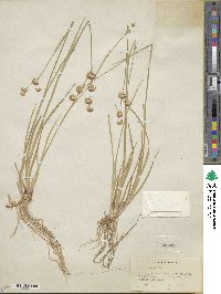 Juncus saximontanus image