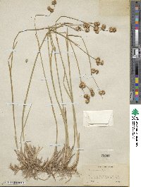 Juncus saximontanus image