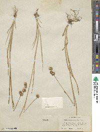 Juncus saximontanus image