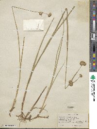 Juncus saximontanus image