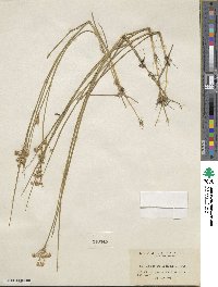 Juncus saximontanus image