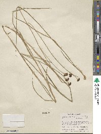 Juncus saximontanus image