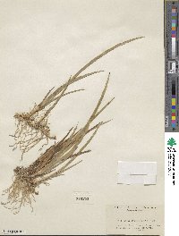 Juncus saximontanus image