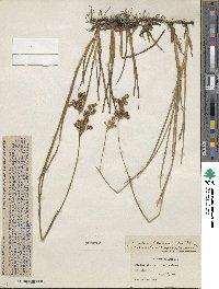 Juncus saximontanus image