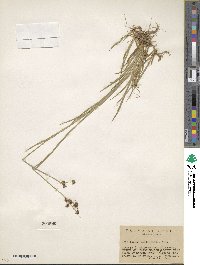 Juncus saximontanus image