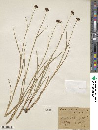 Juncus saximontanus image