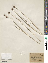 Juncus saximontanus image