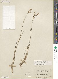 Juncus saximontanus image