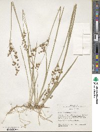 Juncus saximontanus image