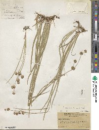 Juncus saximontanus image