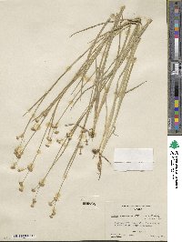 Juncus saximontanus image