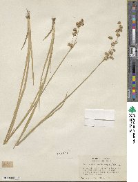 Juncus saximontanus image