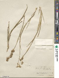 Juncus saximontanus image