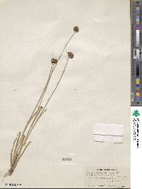 Juncus saximontanus image