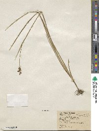 Juncus saximontanus image