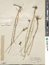 Juncus saximontanus image