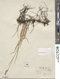 Juncus saximontanus image