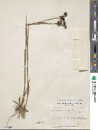 Juncus scirpoides image