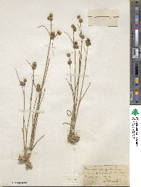 Juncus scirpoides image