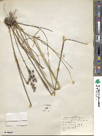 Juncus scirpoides image