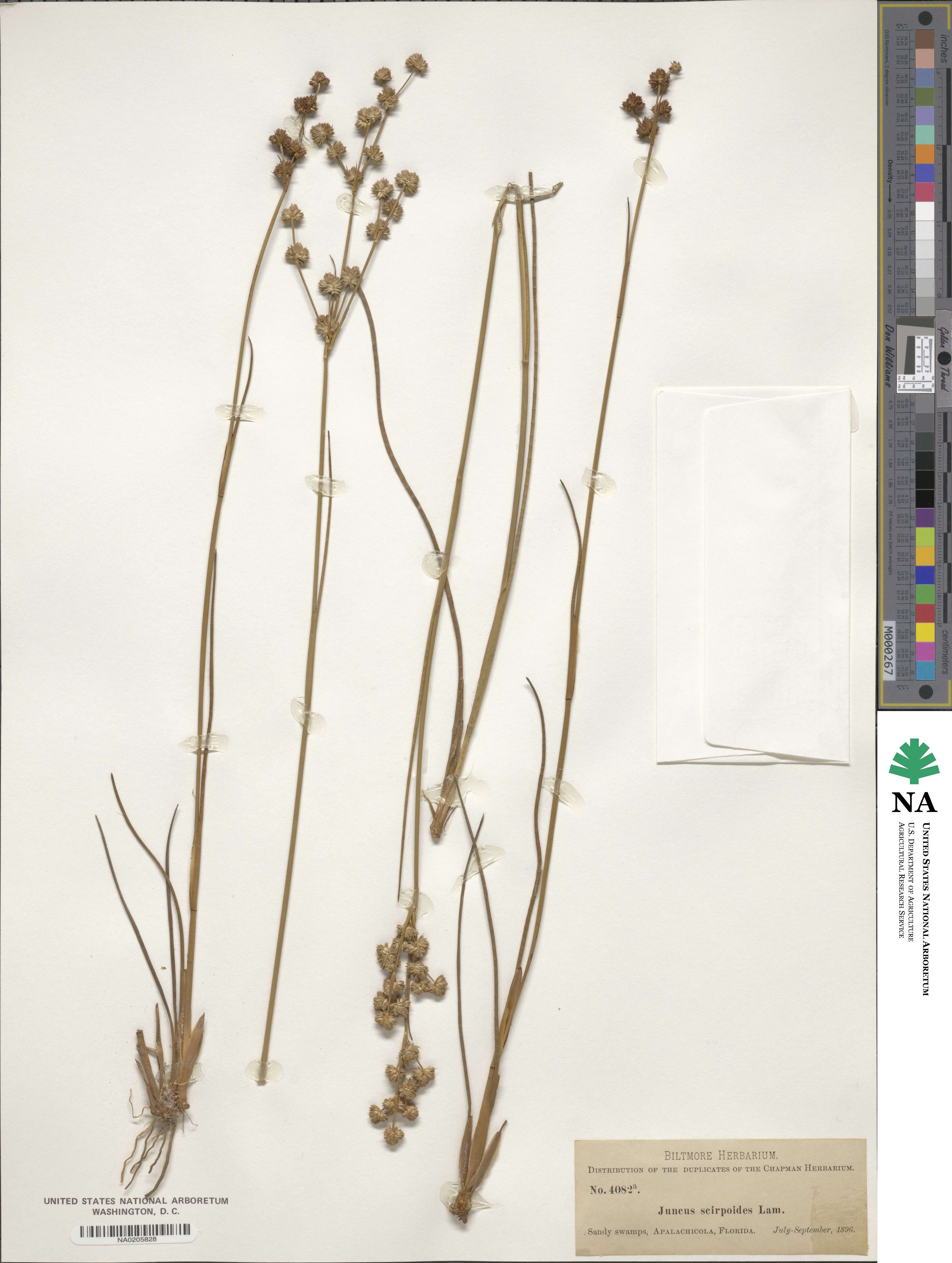 Juncus scirpoides image