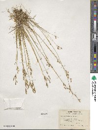 Juncus secundus image