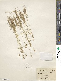 Juncus secundus image