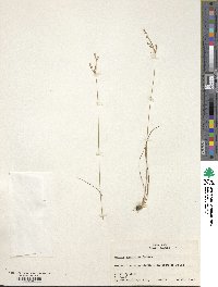 Juncus secundus image