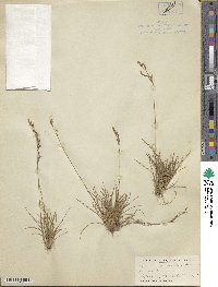 Juncus secundus image