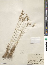 Juncus secundus image