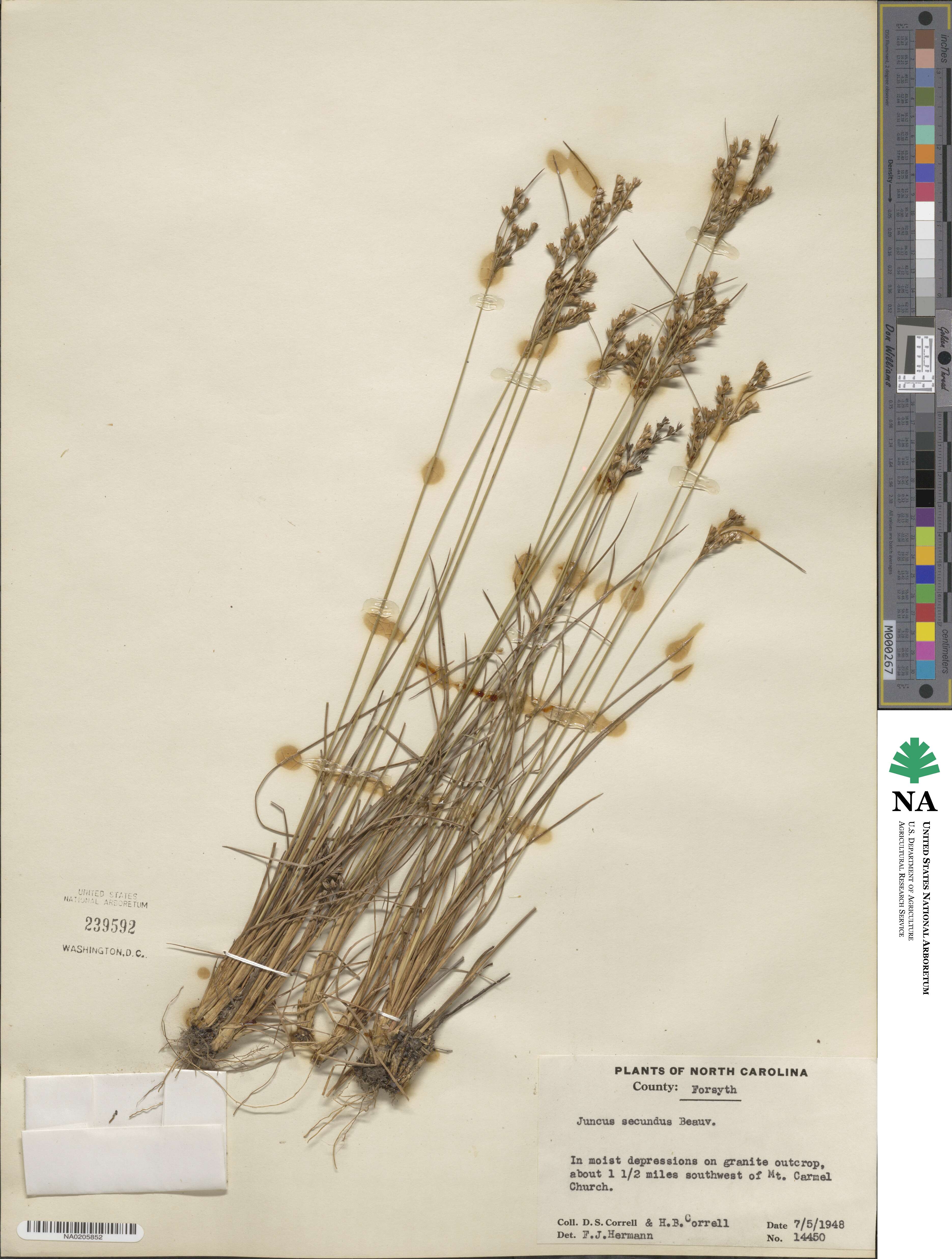 Juncus secundus image