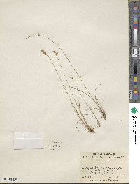 Juncus secundus image