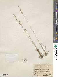 Juncus secundus image