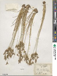 Juncus secundus image