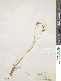 Juncus secundus image