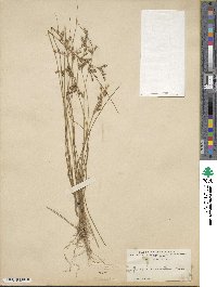 Juncus secundus image