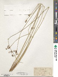 Juncus balticus subsp. littoralis image