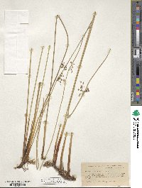 Juncus smithii image