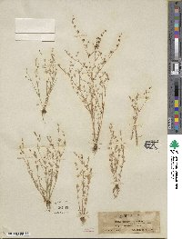 Juncus sphaerocarpus image