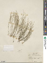 Juncus sphaerocarpus image