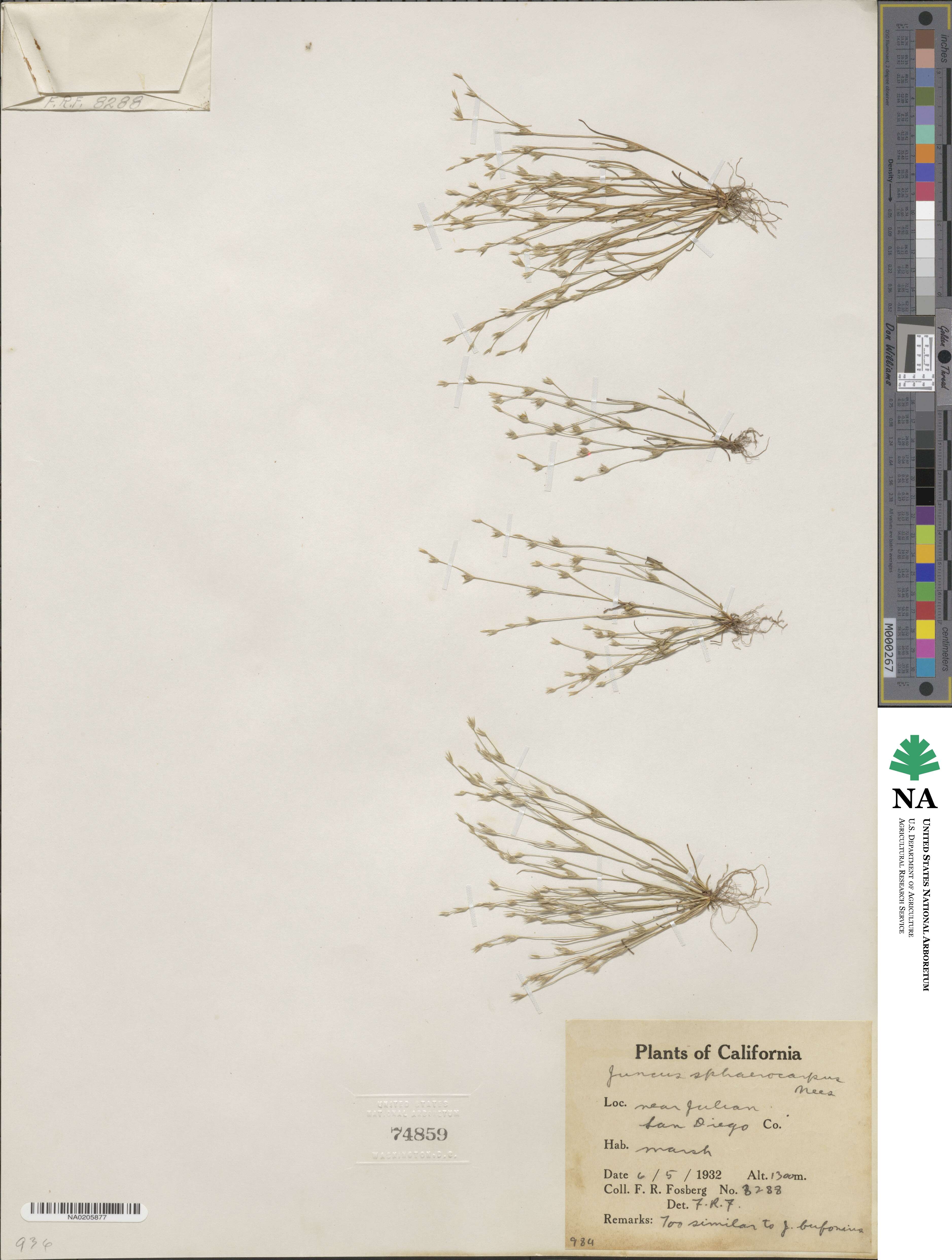 Juncus sphaerocarpus image