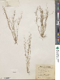 Juncus sphaerocarpus image