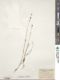 Juncus stygius image