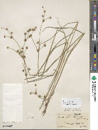 Juncus subcaudatus image