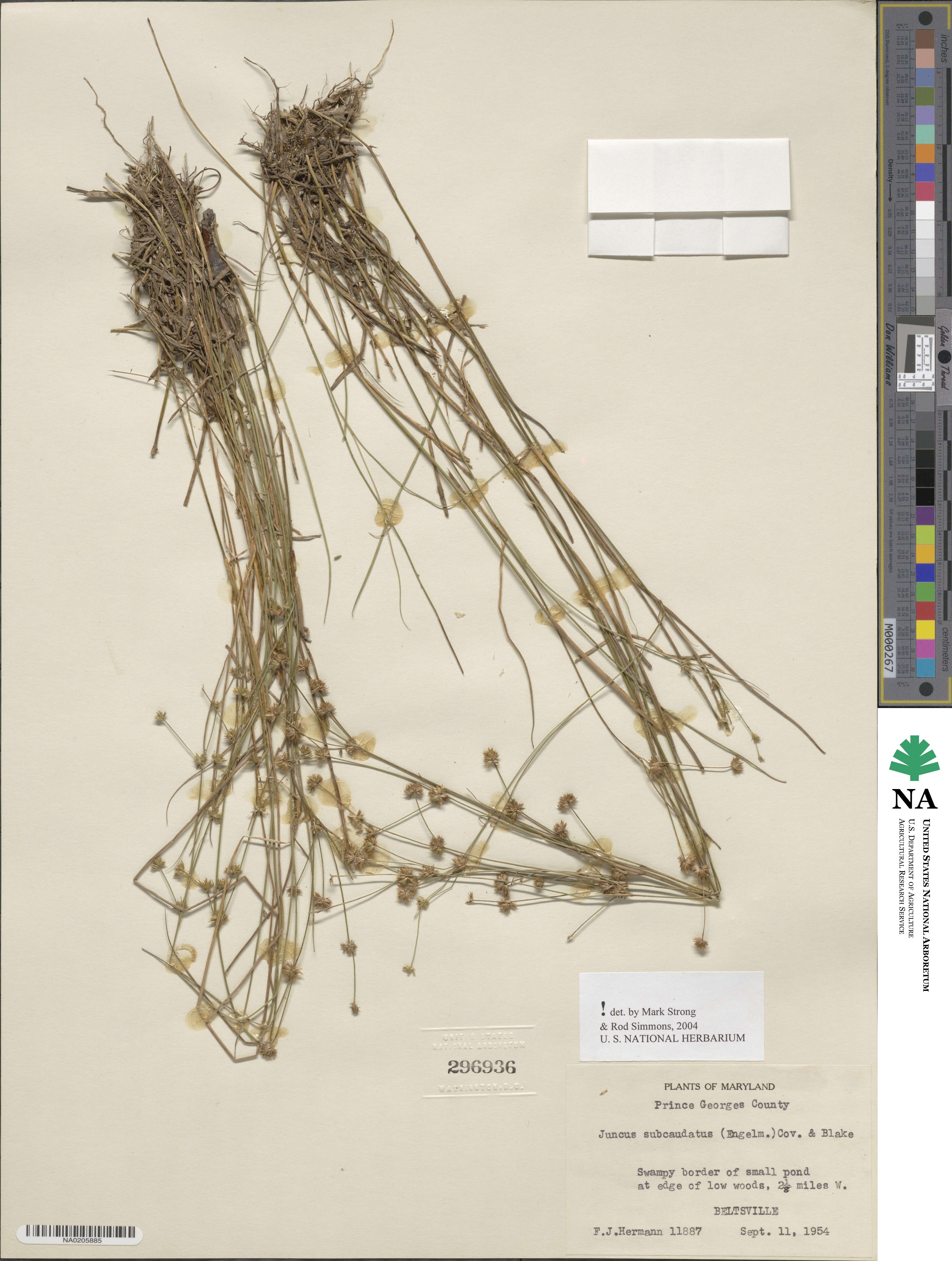 Juncus subcaudatus image