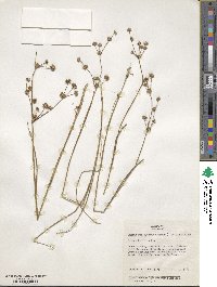 Juncus subcaudatus image