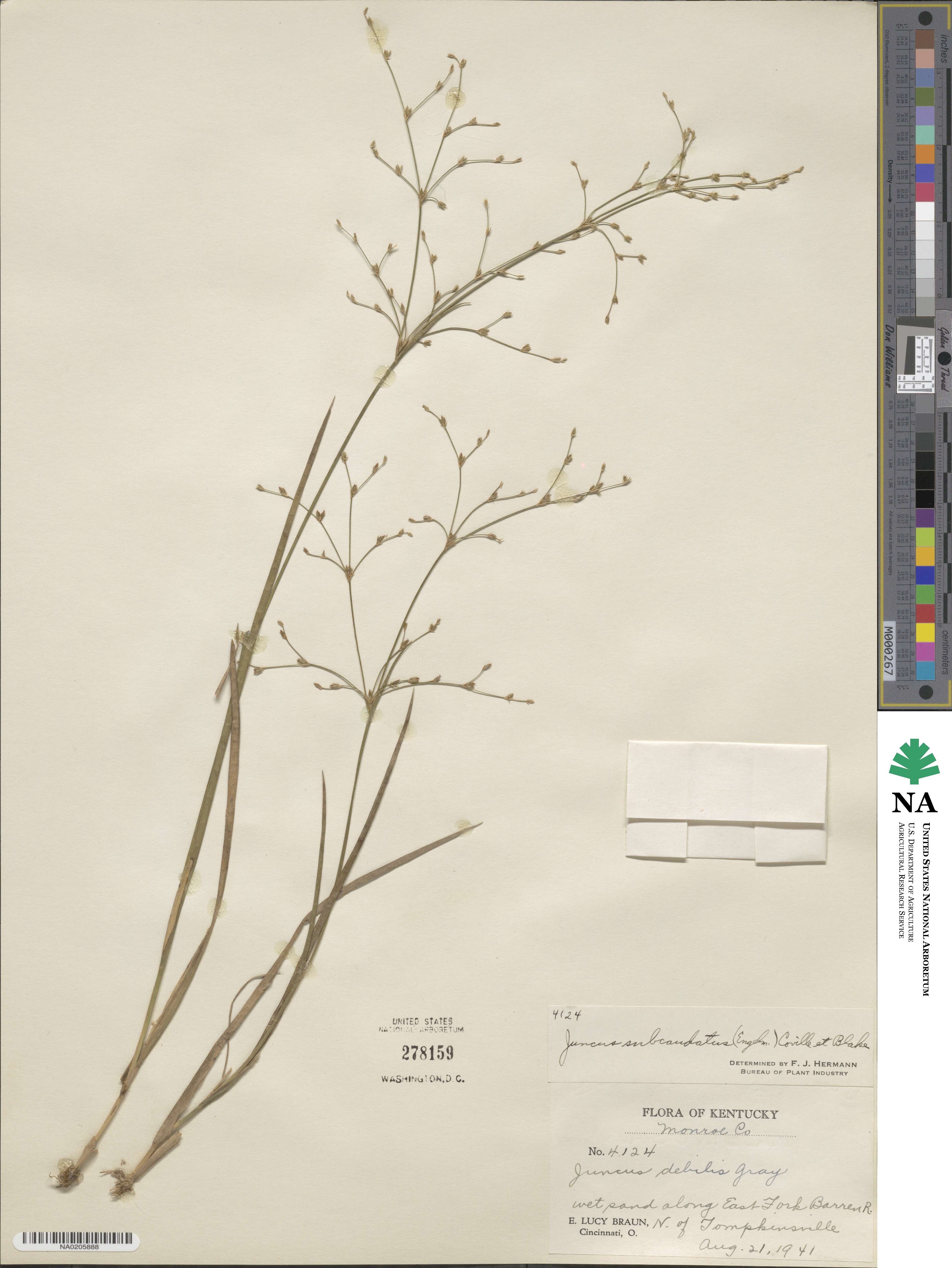 Juncus subcaudatus image