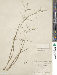 Juncus subcaudatus image