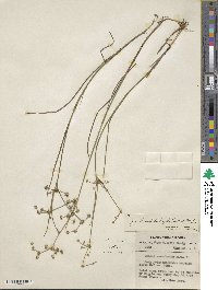 Juncus subcaudatus image